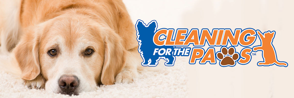 A+ Chem-Dry Does Pet Urine Removal Treatment in El Paso
